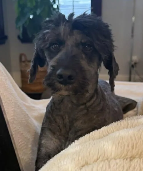 A young medium-sized female Labradoodle dog named Bailey for adoption in Saint Petersburg, FL