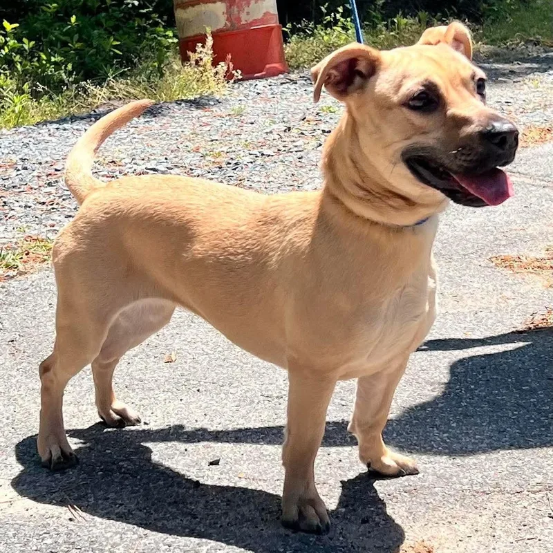 A young medium-sized female Apricot / Beige Dachshund dog named Twix for adoption in Salisbury, MD