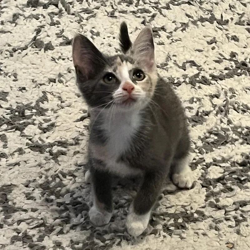 A baby small-sized female Calico Domestic Short Hair cat named Caroline for adoption in Fairfax Station, VA