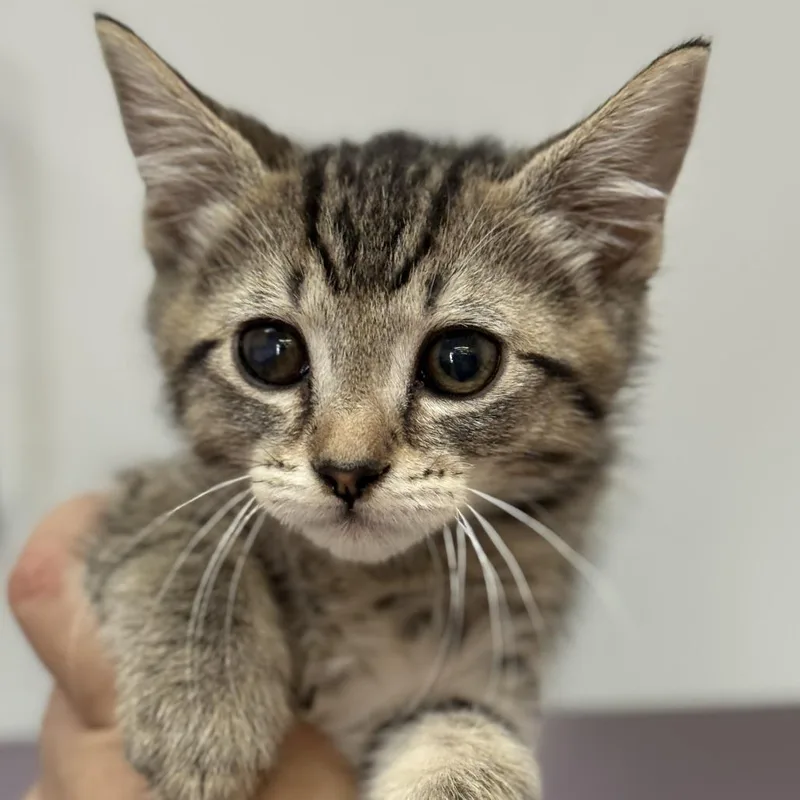 A baby small-sized male Gray / Blue / Silver Domestic Short Hair cat named Alex for adoption in Fresno, CA