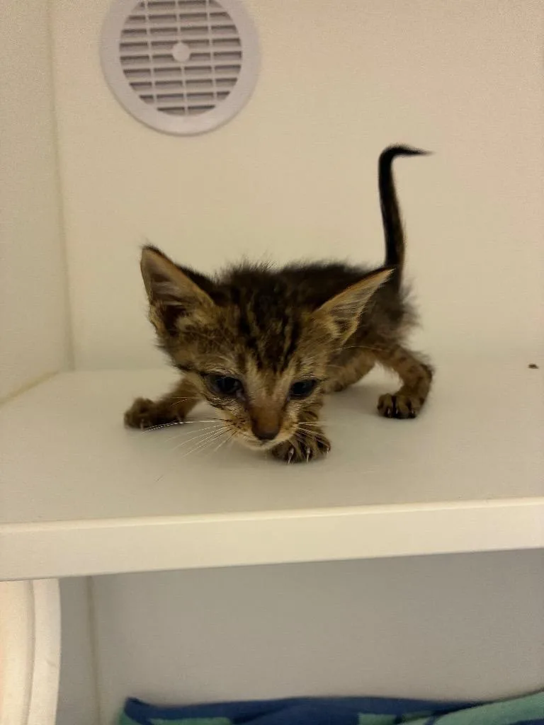 A baby large-sized male Domestic Short Hair cat named Earl for adoption in Oxford, NC