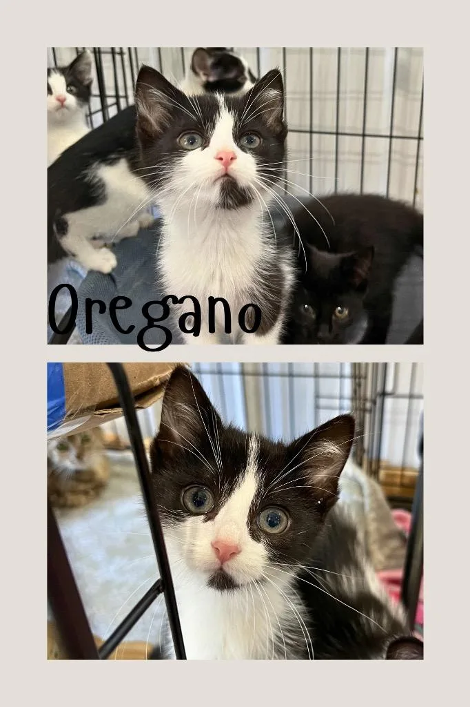 Oregano thumbnail 2