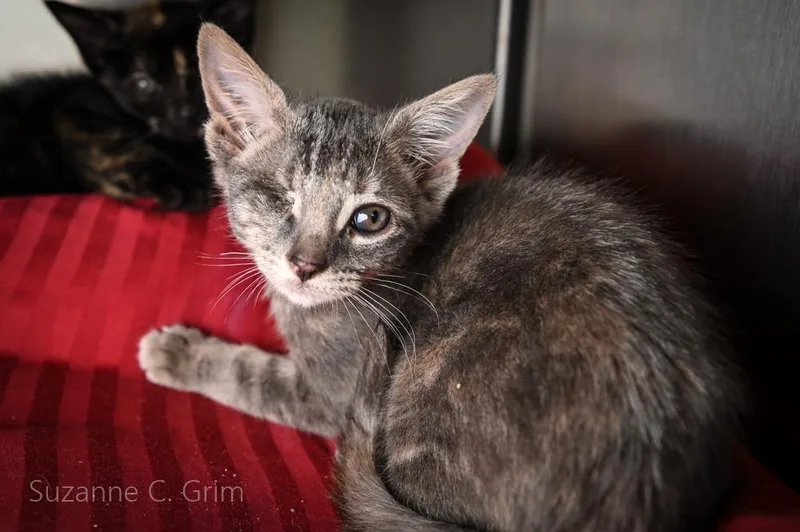 A baby medium-sized female Domestic Short Hair cat named Hattie for adoption in New Orleans, LA