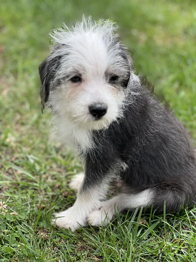 A baby small-sized male White / Cream Miniature Poodle dog named Kevin for adoption in Greensboro, NC
