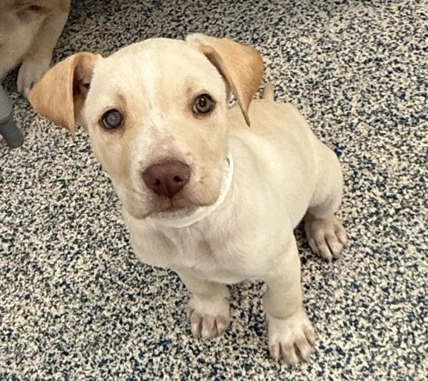 A baby small-sized male Labrador Retriever dog named Robbie for adoption in Golden, CO