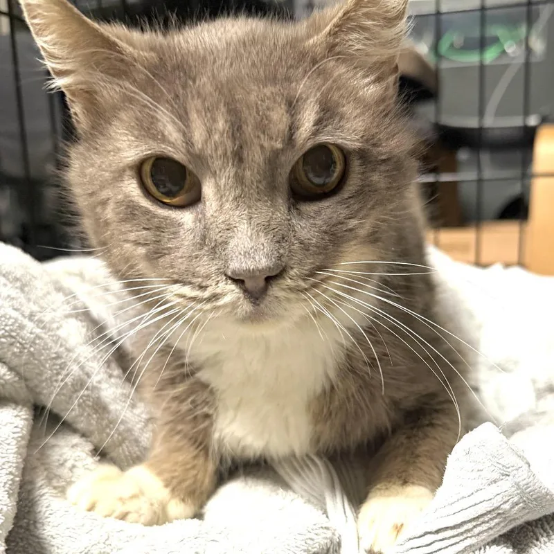 Calitommy thumbnail 2