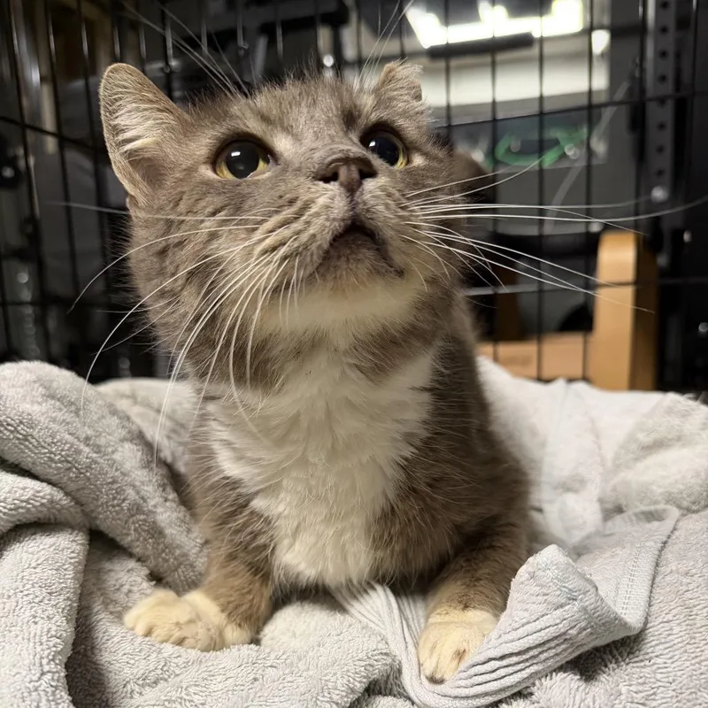 Calitommy thumbnail 3