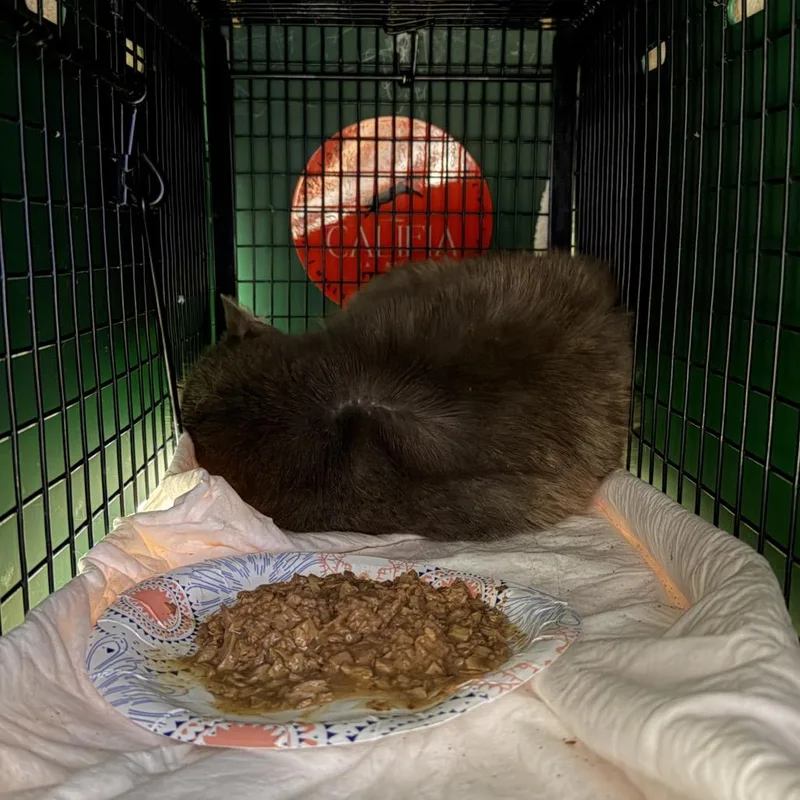 Calitommy thumbnail 4