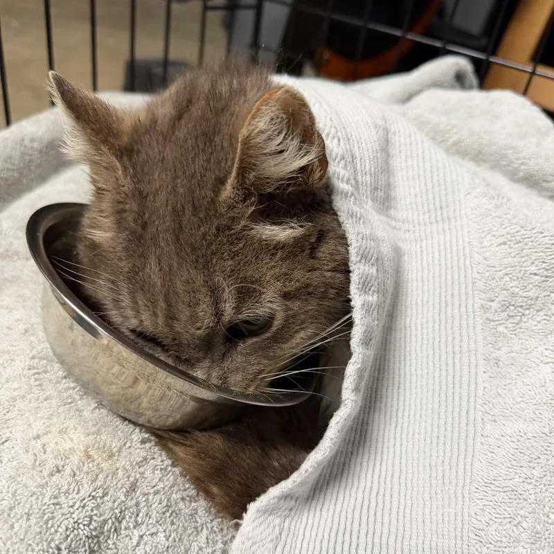 Calitommy thumbnail 5