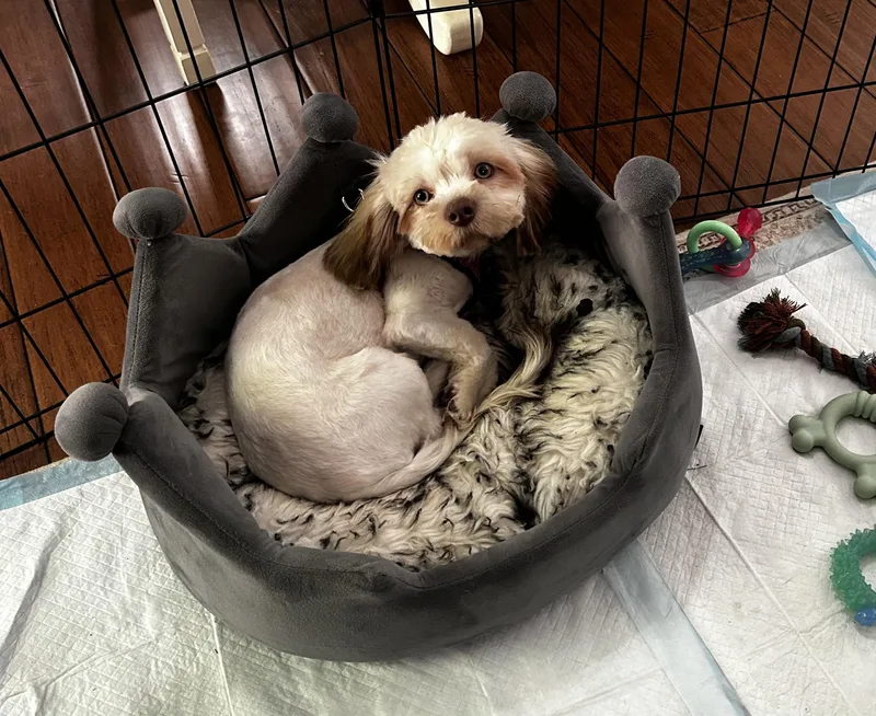 A baby small-sized female Shih Tzu dog named Coco for adoption in Albany, NY