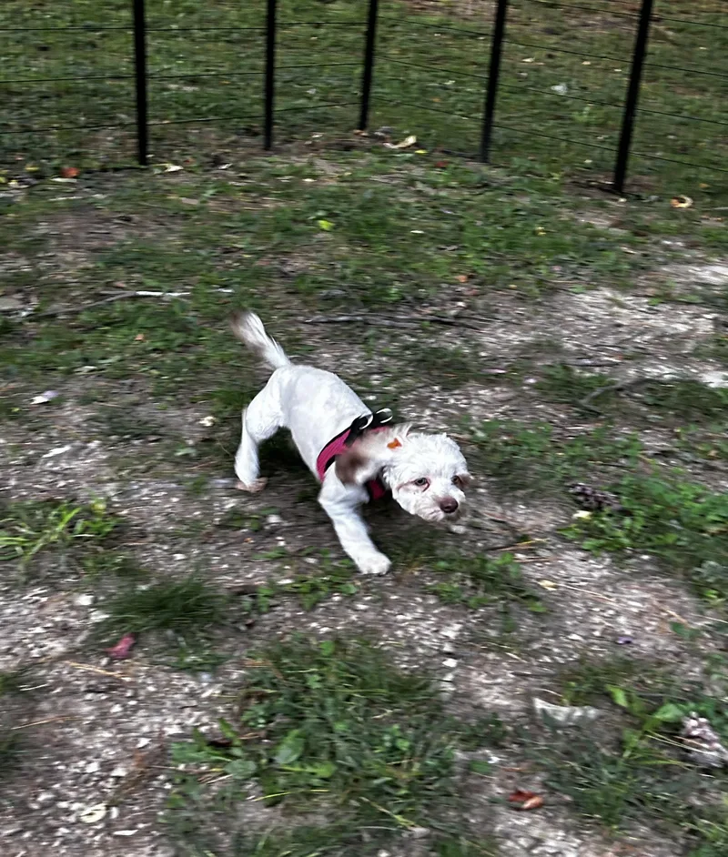 Coco thumbnail 4