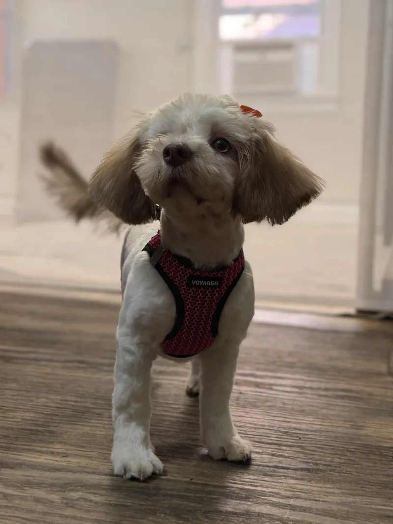 Coco thumbnail 5