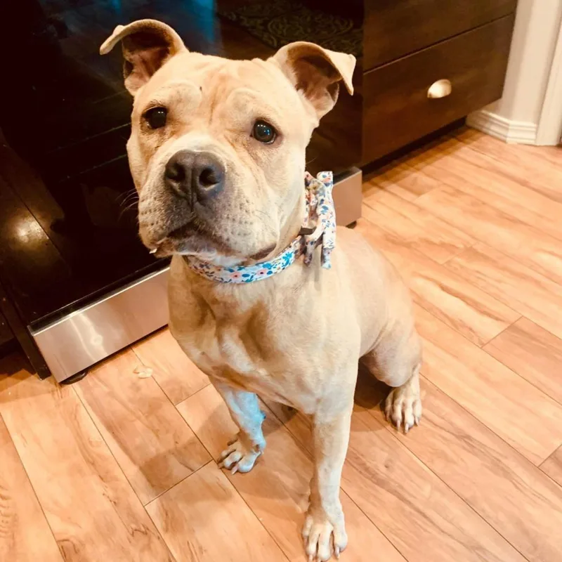 An adult large-sized female American Bulldog dog named Lola for adoption in Nampa, ID