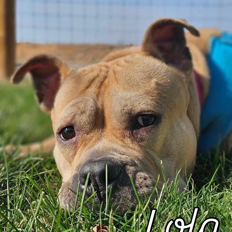 Lola thumbnail 6