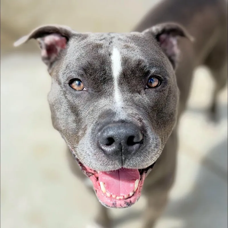 A young medium-sized female Pit Bull Terrier dog named Pearlie for adoption in Warren, OH