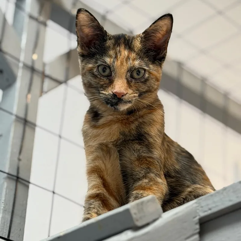 A baby small-sized female Domestic Short Hair cat named Anastasia for adoption in Portage, MI
