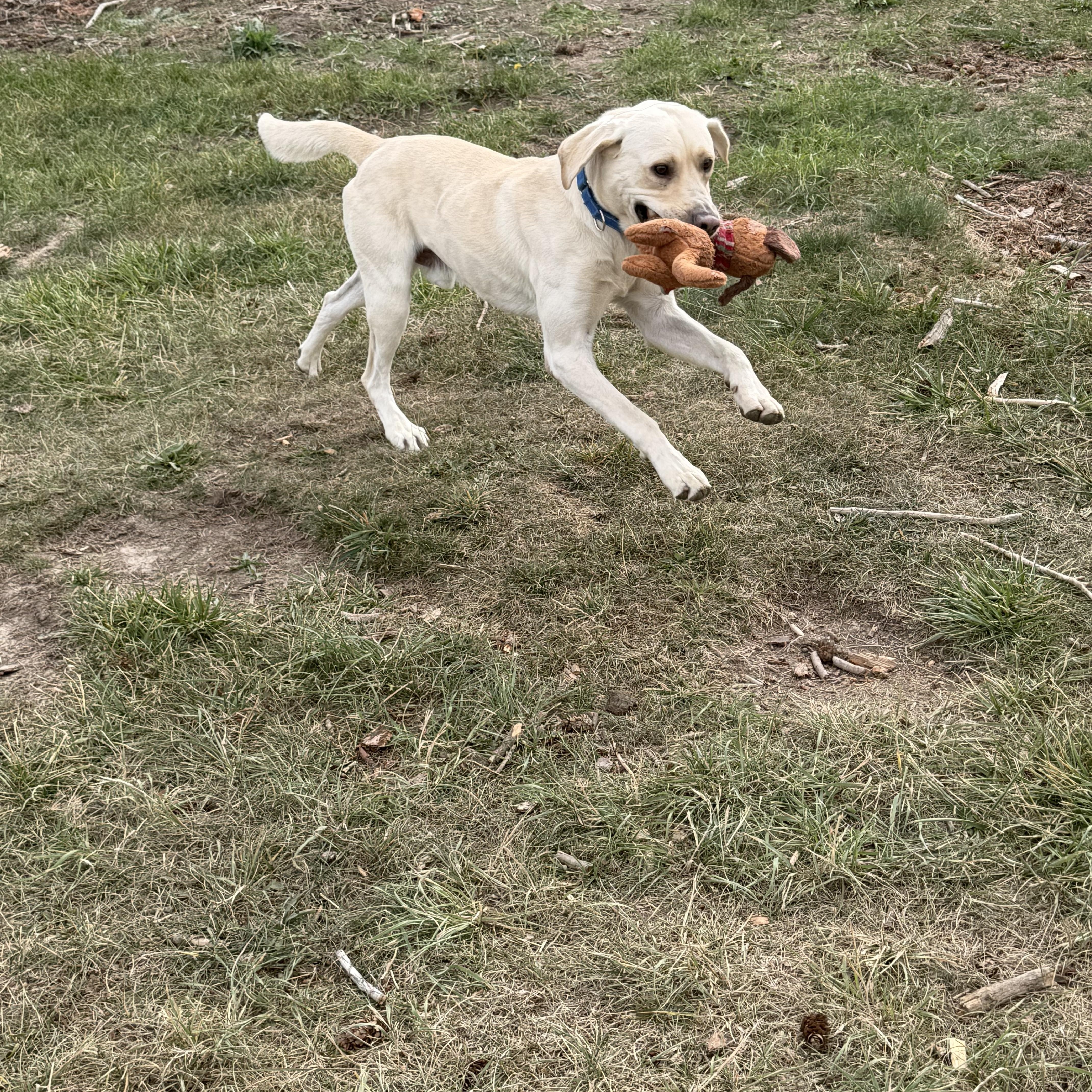 A young medium-sized male Yellow Labrador Retriever dog named Corbin for adoption in Plummer, ID