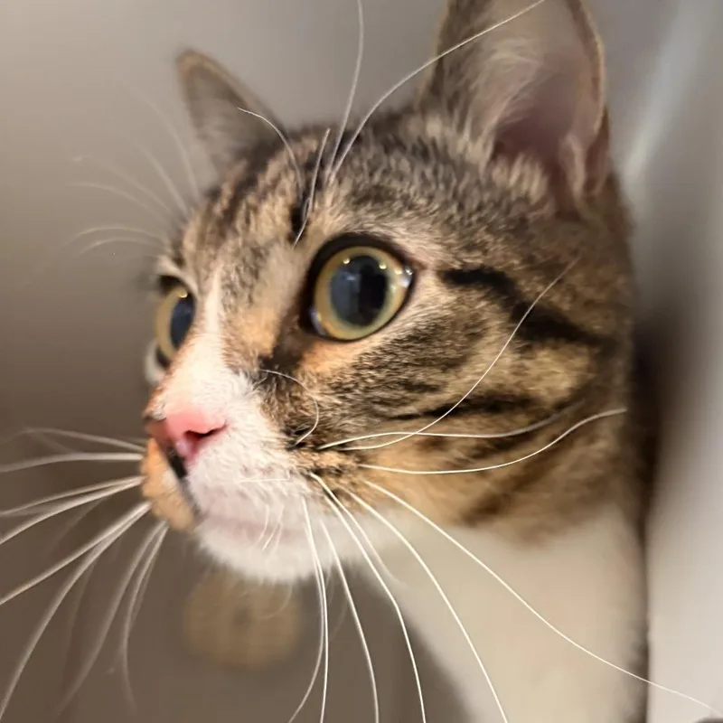 Mystical thumbnail 2