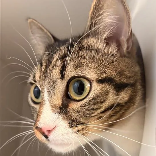 Mystical thumbnail 3