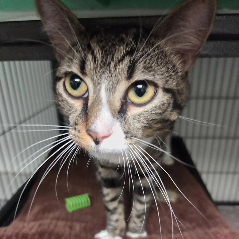 Mystical thumbnail 4