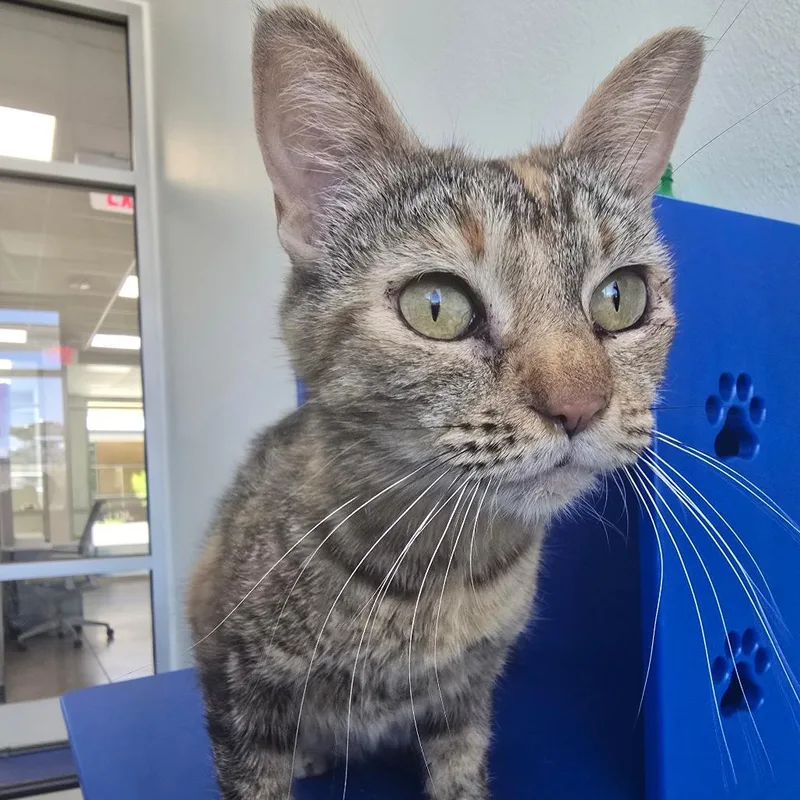 A young medium-sized female Buff / Tan / Fawn Domestic Short Hair cat named Etna for adoption in Las Cruces, NM