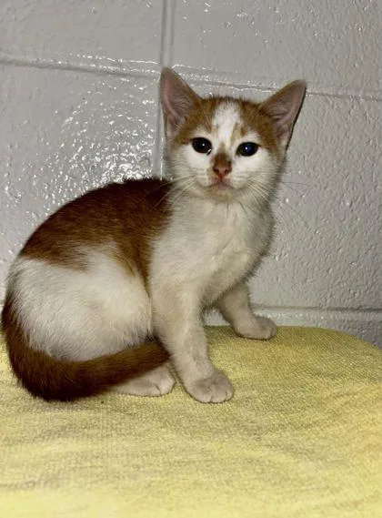 An adult small-sized female Domestic Short Hair cat named Great Work for adoption in Spruce Pine, NC