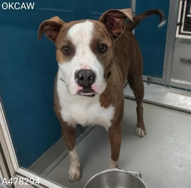 An adult large-sized male Pit Bull Terrier dog named Vinny for adoption in Oklahoma City, OK