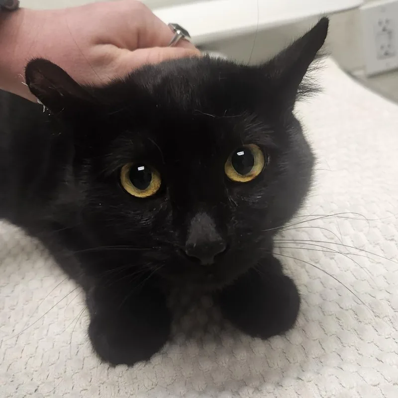 A young medium-sized female Black Domestic Short Hair cat named Thread for adoption in Murray, UT