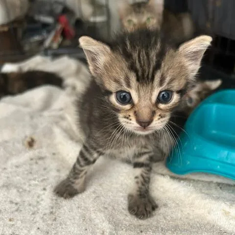 A baby small-sized male Domestic Short Hair cat named Victor for adoption in League City, TX
