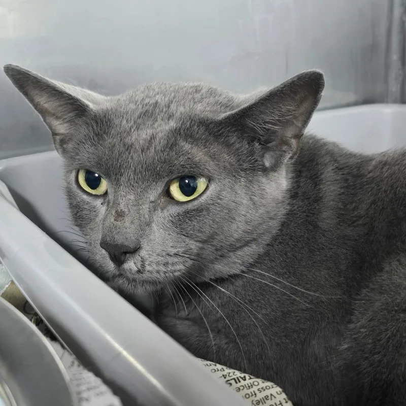 A young medium-sized male Gray / Blue / Silver Domestic Short Hair cat named Gray for adoption in Marble, NC