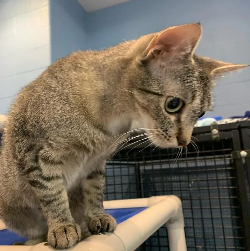 An adult medium-sized female Domestic Short Hair cat named Ariel for adoption in South Bend, IN