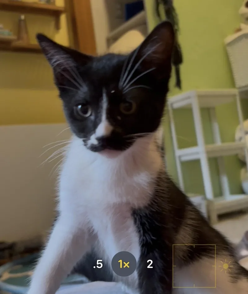 A baby small-sized female Domestic Short Hair cat named Cerulean for adoption in Havertown, PA