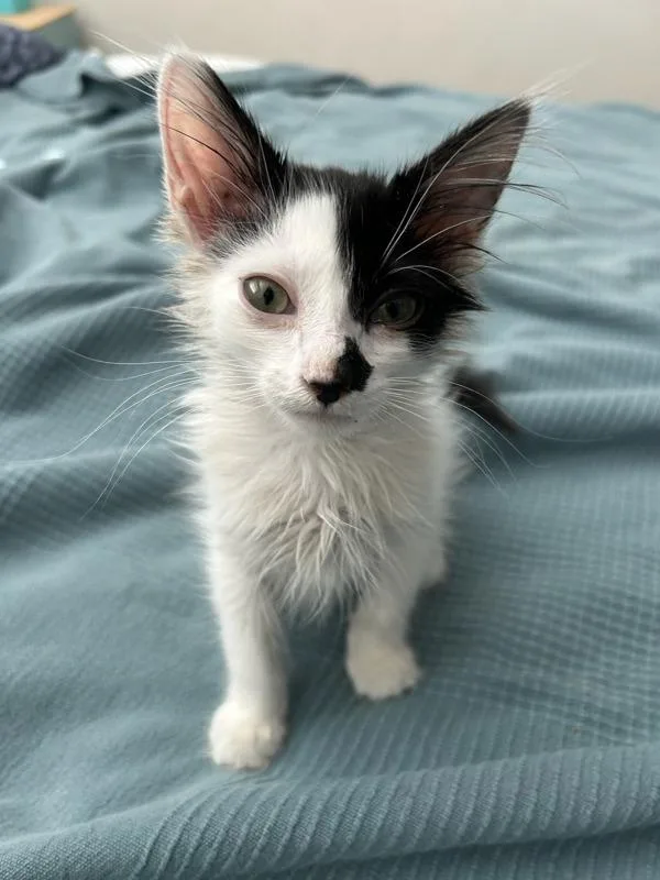 A baby small-sized male Domestic Medium Hair cat named Half & Half for adoption in Salt Lake City, UT