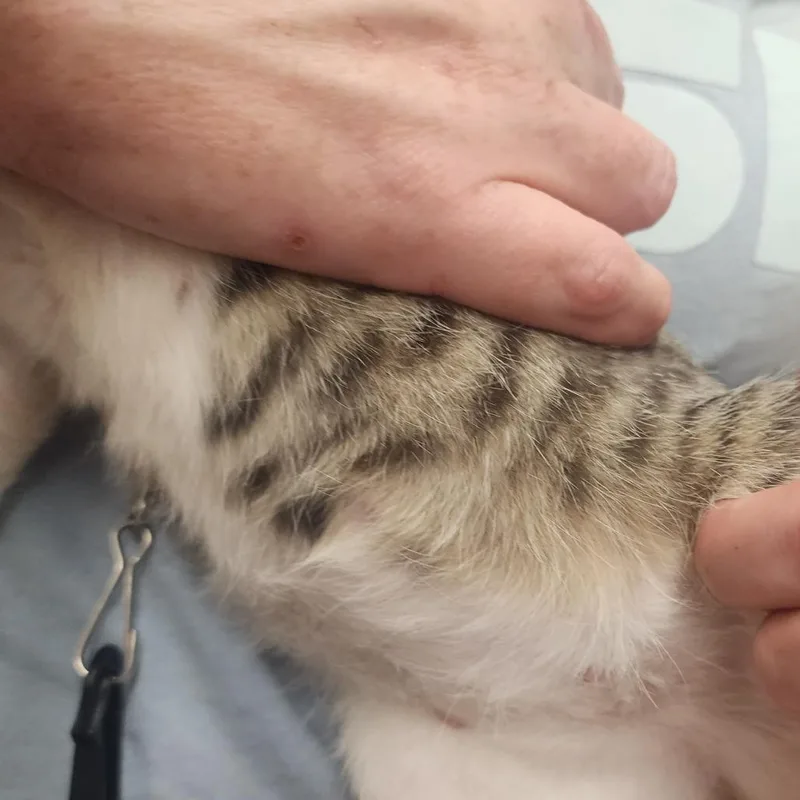 A baby small-sized female White Domestic Short Hair cat named Farrah for adoption in Evensville, TN