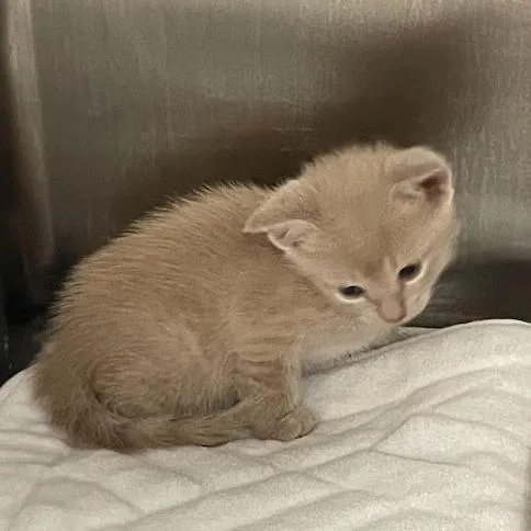 A baby small-sized male Orange / Red Domestic Short Hair cat named Larry for adoption in Port Charlotte, FL