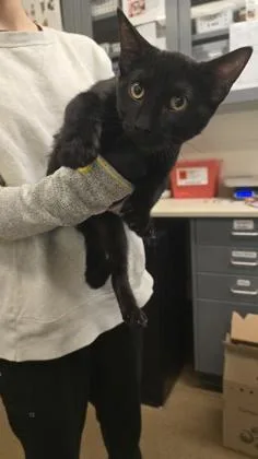 A baby medium-sized female Black Domestic Short Hair cat named Grackle for adoption in Wichita, KS
