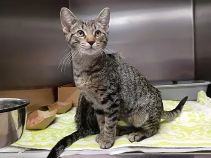 A baby medium-sized female Domestic Short Hair cat named Maddie for adoption in West Chester, PA