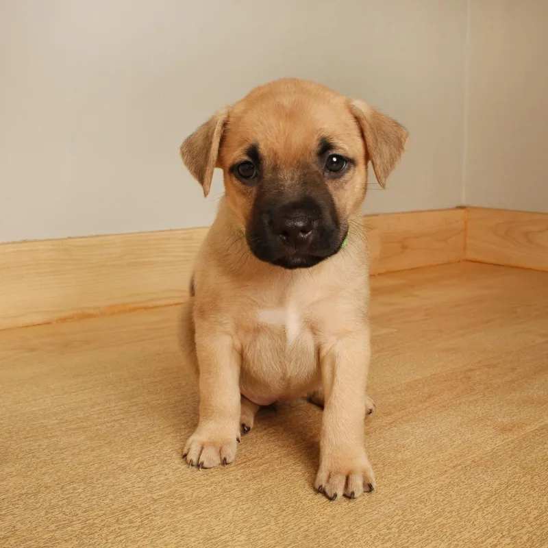 A baby large-sized female Yellow / Tan / Blond / Fawn Pit Bull Terrier dog named Ruby D for adoption in Minnetonka, MN