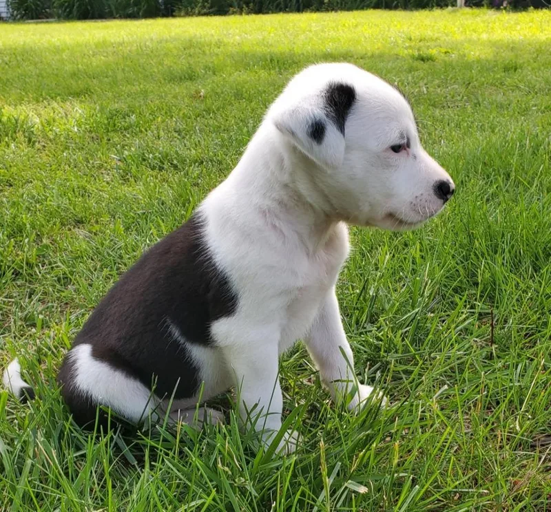 A baby medium-sized male Australian Shepherd dog named Dash for adoption in Columbia, IL
