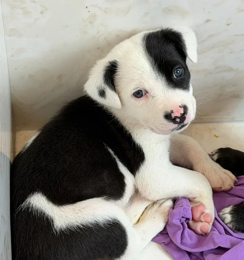 Dash thumbnail 2