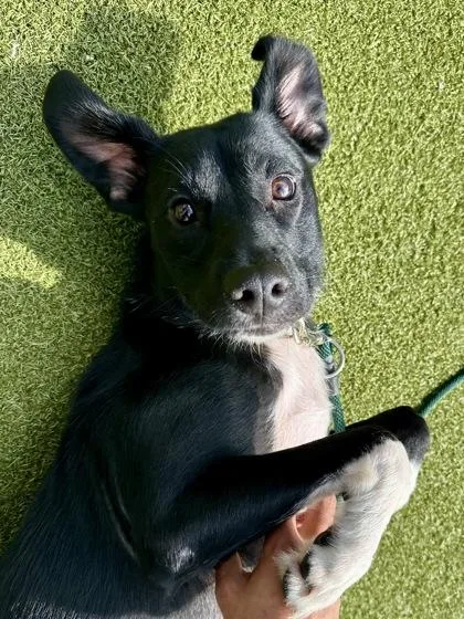 An adult large-sized female Black Mixed Breed dog named Luna for adoption in Wichita, KS