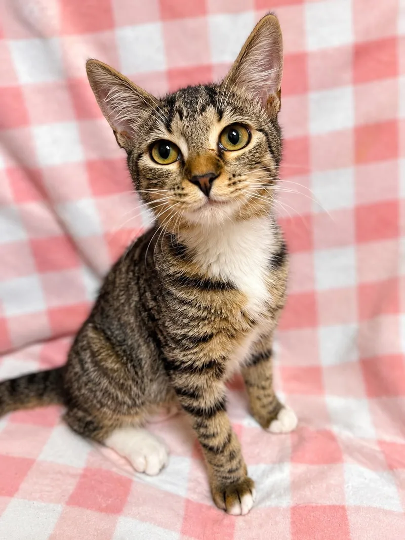 A baby small-sized female Domestic Medium Hair cat named Spirit for adoption in Fort Pierce, FL