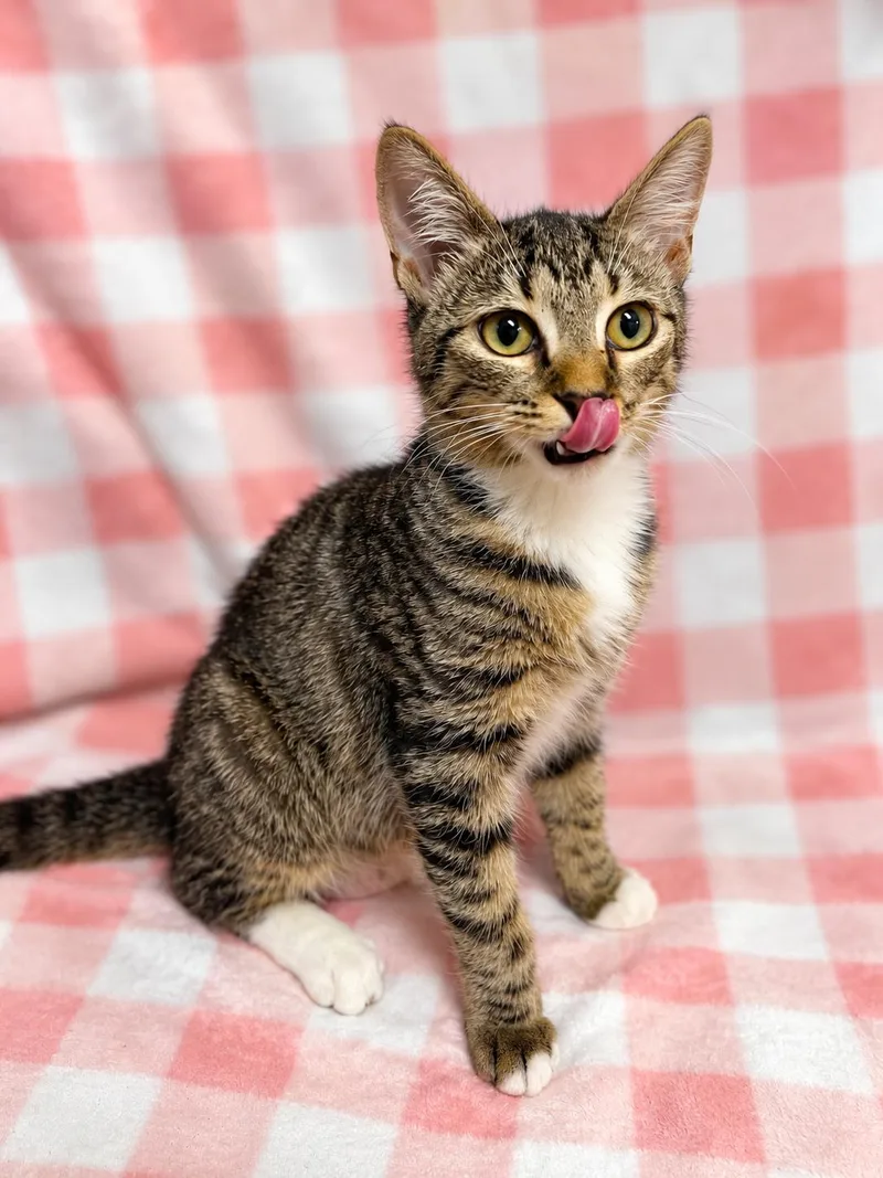 Spirit thumbnail 3