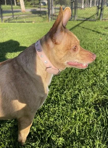 A young small-sized female Chihuahua dog named Hazel for adoption in Westland, MI