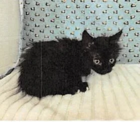 A baby small-sized female Domestic Short Hair cat named Uzi for adoption in Largo, FL