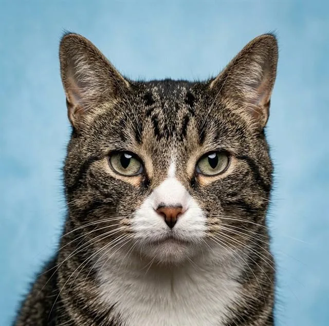 An adult medium-sized male Domestic Medium Hair cat named Tiger for adoption in Jacksonville, FL
