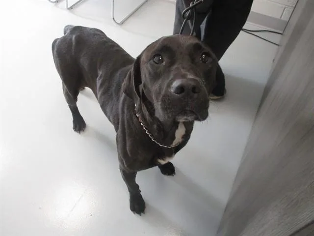 An adult large-sized male Labrador Retriever dog named Ovaltine for adoption in Ocala, FL