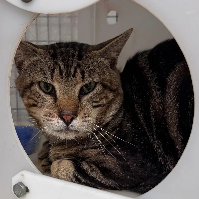 An adult large-sized male Brown / Chocolate Domestic Short Hair cat named Pauly for adoption in Columbiana, AL