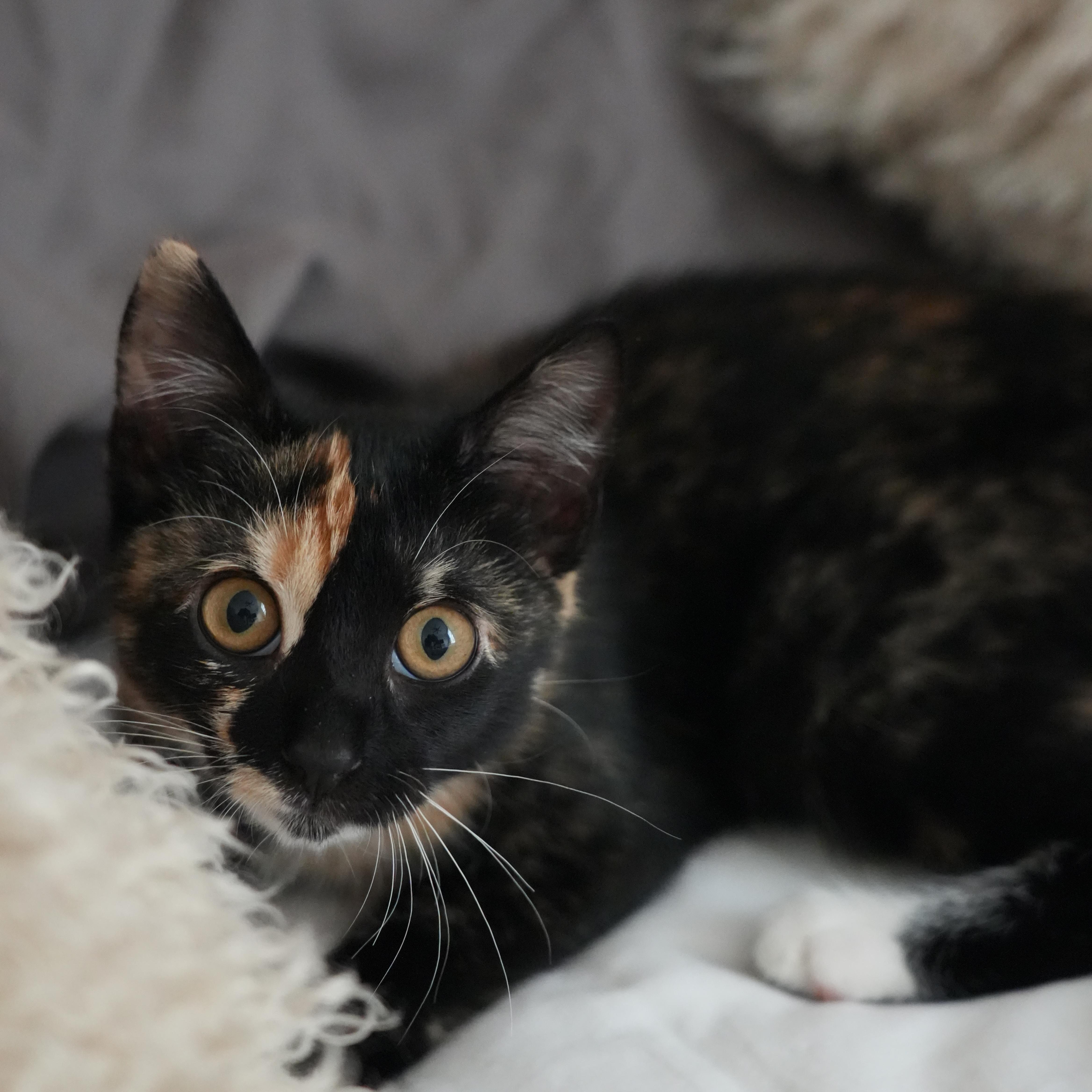A baby small-sized female Calico Domestic Short Hair cat named Patchesand Sky for adoption in Bellmawr, NJ