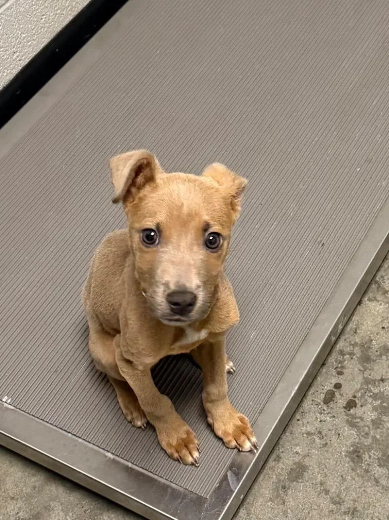 A baby small-sized male Pit Bull Terrier dog named Timmy for adoption in Henderson, NC